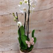 Phalaenopsis Orchid