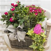 Seasonal Planted Arrangement