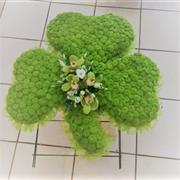 Shamrock Tribute