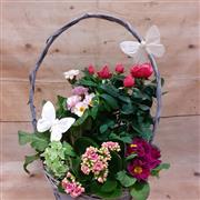 Large Planted Basket