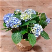 Blue Hydrangea
