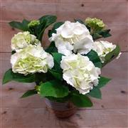 White Hydrangea