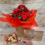 Poinsettia Gift Set