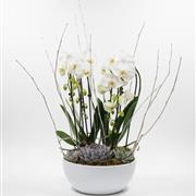 Deluxe Phalaenopsis Arrangement