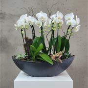 Cascading Orchid